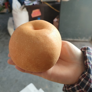 秋月梨树苗1年口感好产量高