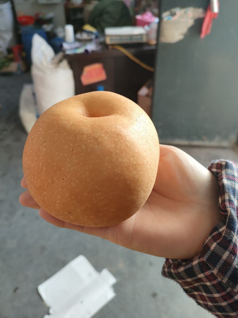 秋月梨树苗1年口感好产量高
