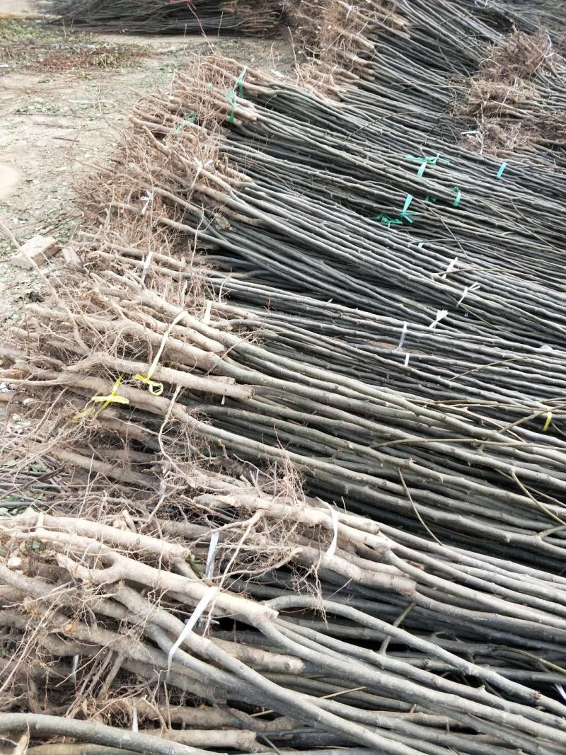 秋月梨树苗1年口感好产量高