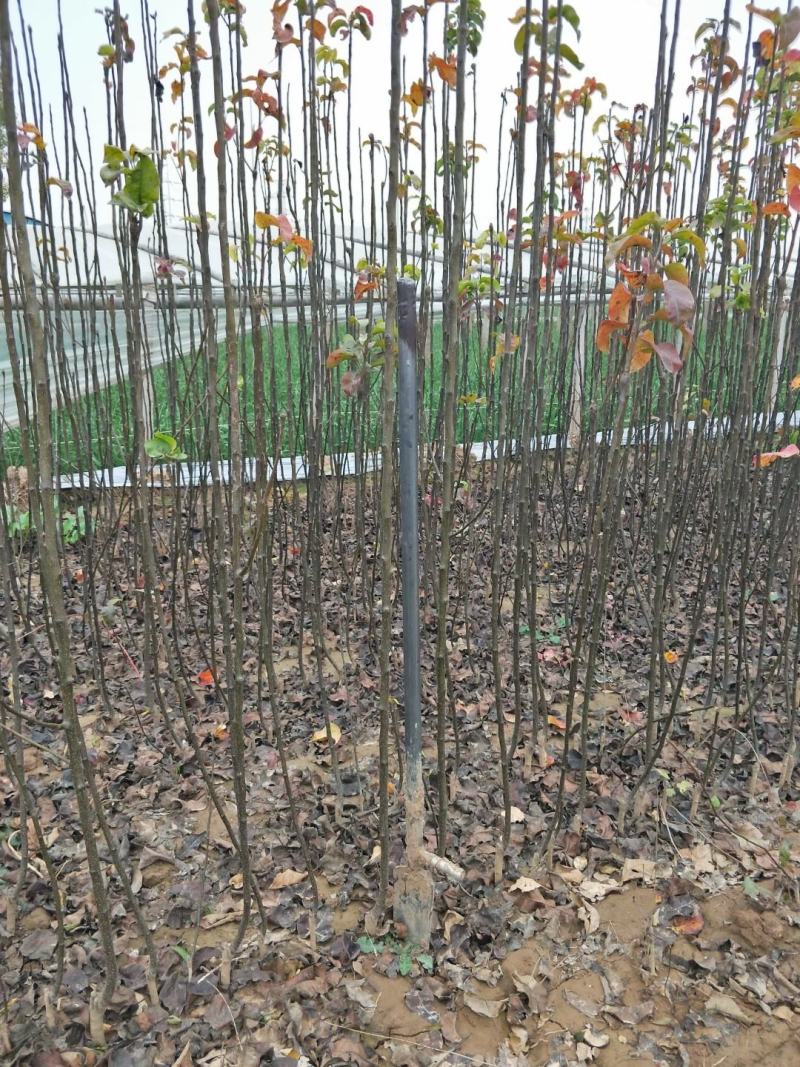 秋月梨树苗1年口感好产量高