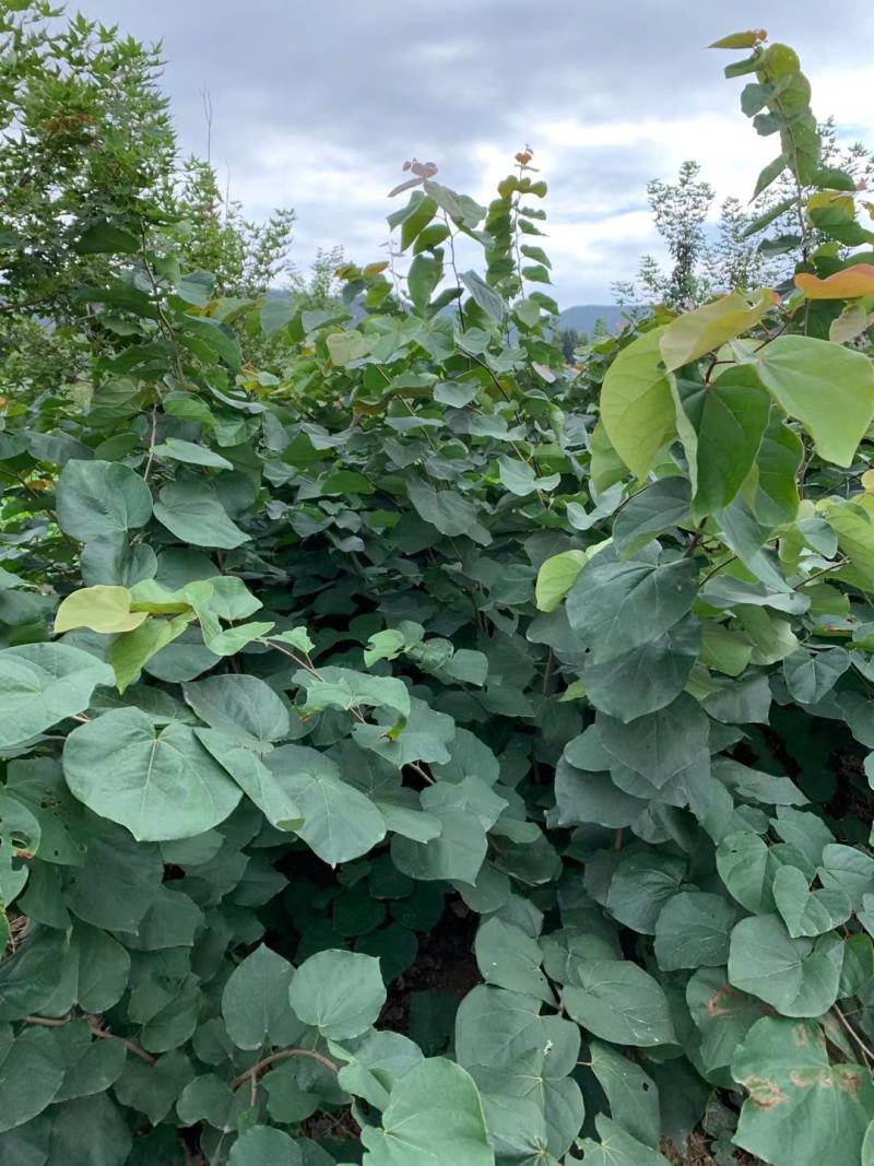 巨紫荊1到15公分，苗圃优质货源，免费技术指导