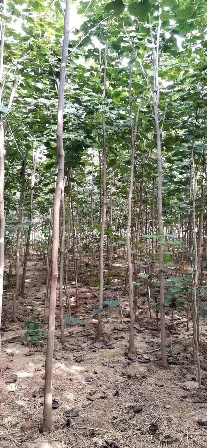 巨紫荊1到15公分，苗圃优质货源，免费技术指导
