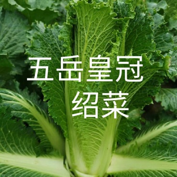 绍菜种苗，基地直供，有要的老板联系，品质保证，量大从优。