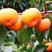 新品种柿树《速生生长结果快》成活率高适合南方北方种植