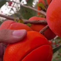 新品种柿树《速生生长结果快》成活率高适合南方北方种植