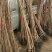 新品种柿树《速生生长结果快》成活率高适合南方北方种植