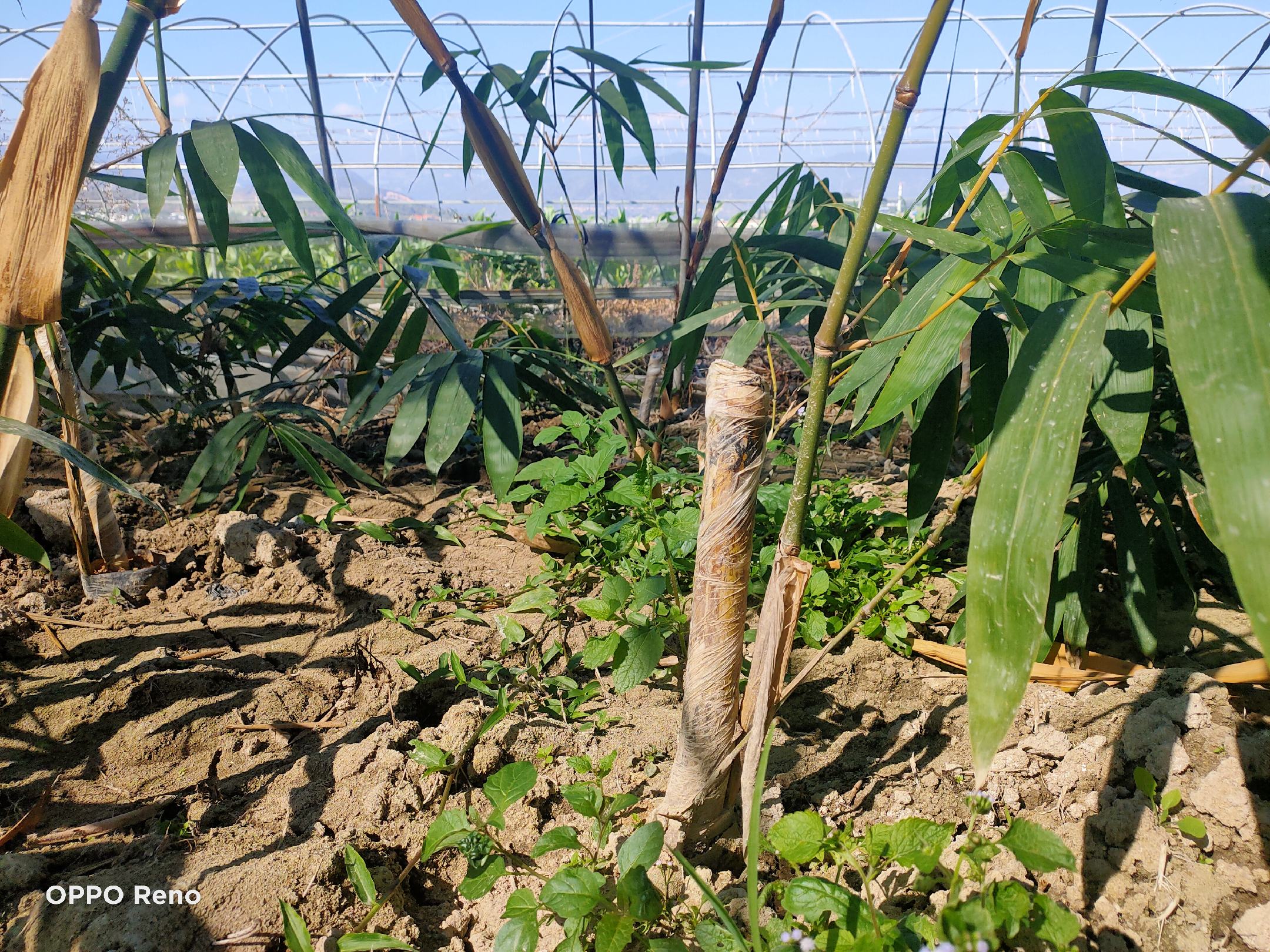 云南甜竹笋苗,当年出笋苗!亩产万元,包教技术!