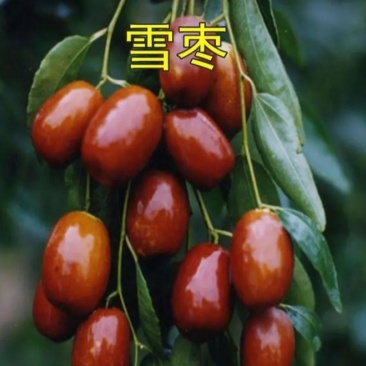 新品种枣树《速生生长速度快》成活率高适合南方北方种植