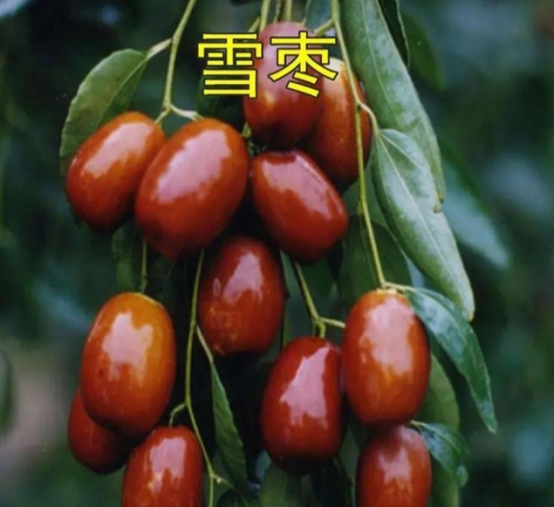 新品种枣树《速生生长速度快》成活率高适合南方北方种植