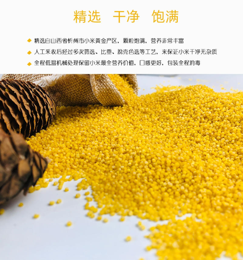 山西晋谷21号小米精选高品质长期批发品质保证米油浓厚