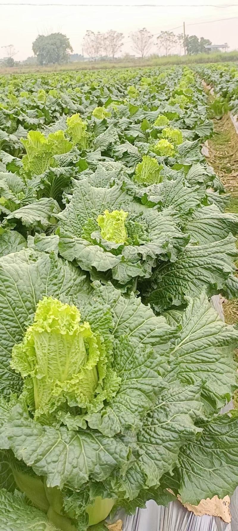 绍菜种苗，基地直供，有要的老板联系，品质保证，量大从优。