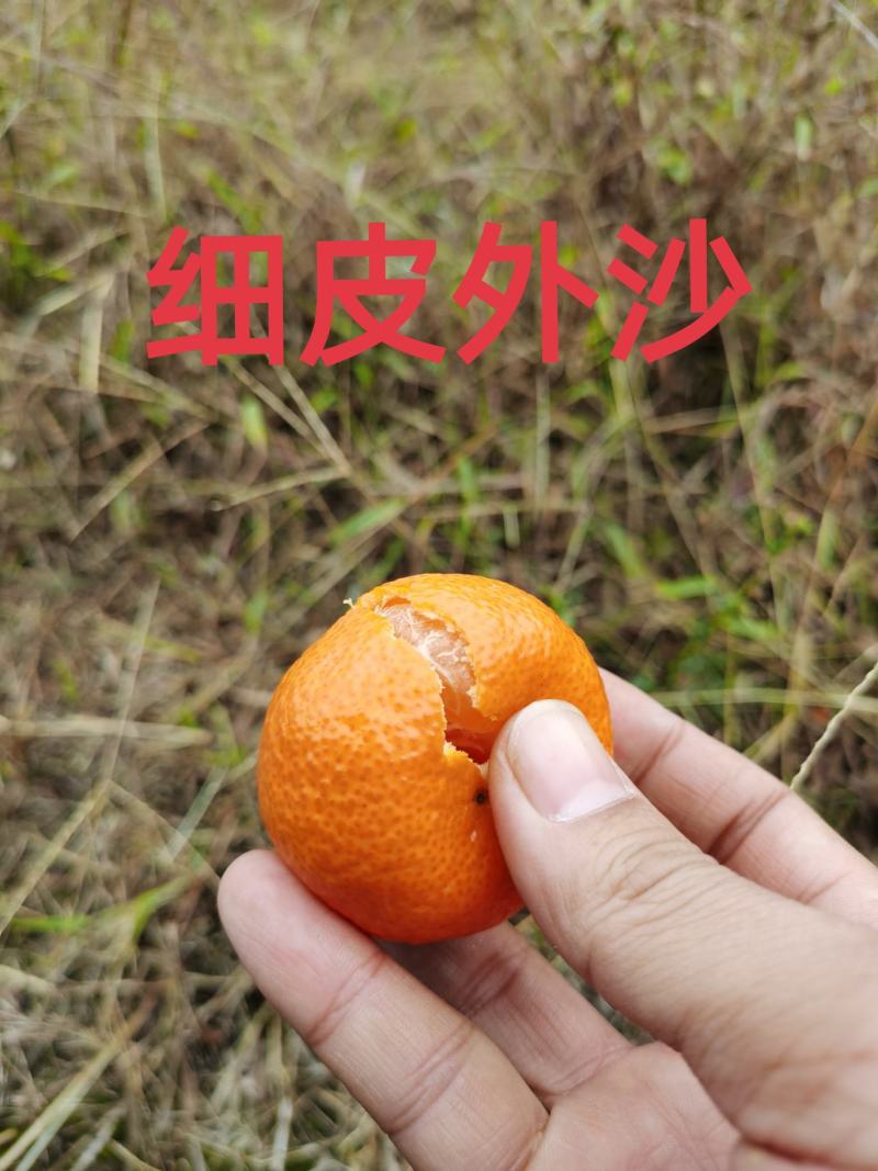 正宗广西沙糖桔中大果起沙好糖分足红度够代办代发产地直供
