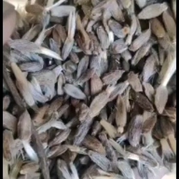 鲜白术25克以上货真价实，切片秧子一元四/斤，欢迎选购