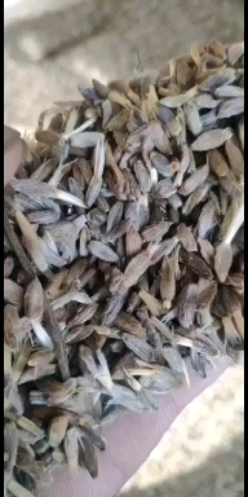 鲜白术25克以上货真价实，切片秧子一元四/斤，欢迎选购
