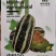中科90甜瓜种子，短棒型，薄皮超甜，酥脆清香