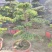金钻罗汉松高1.4-1.6米基地现货低价批发别墅绿化