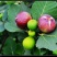 无花果苗木，日本紫果，波姬红，布莱瑞克品种齐全