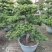 金华罗汉松高1.2米左右种植基地大量现货批发别墅绿化