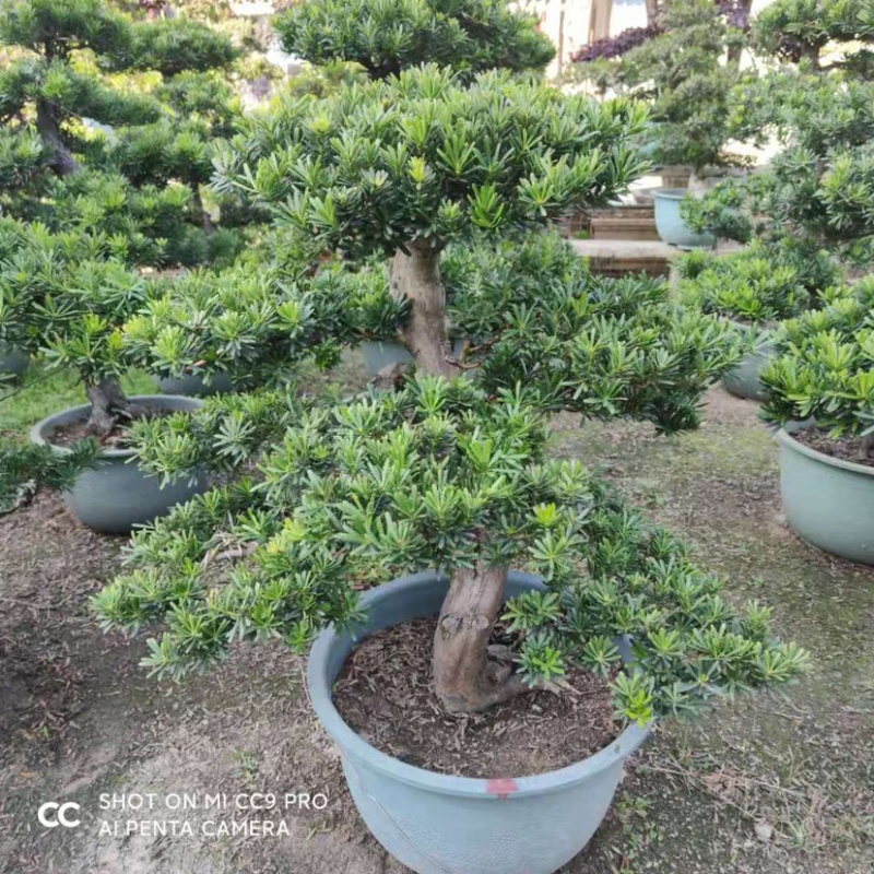 金华罗汉松高1.2米左右种植基地大量现货批发别墅绿化
