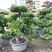 金华罗汉松高1.2米左右种植基地大量现货批发别墅绿化