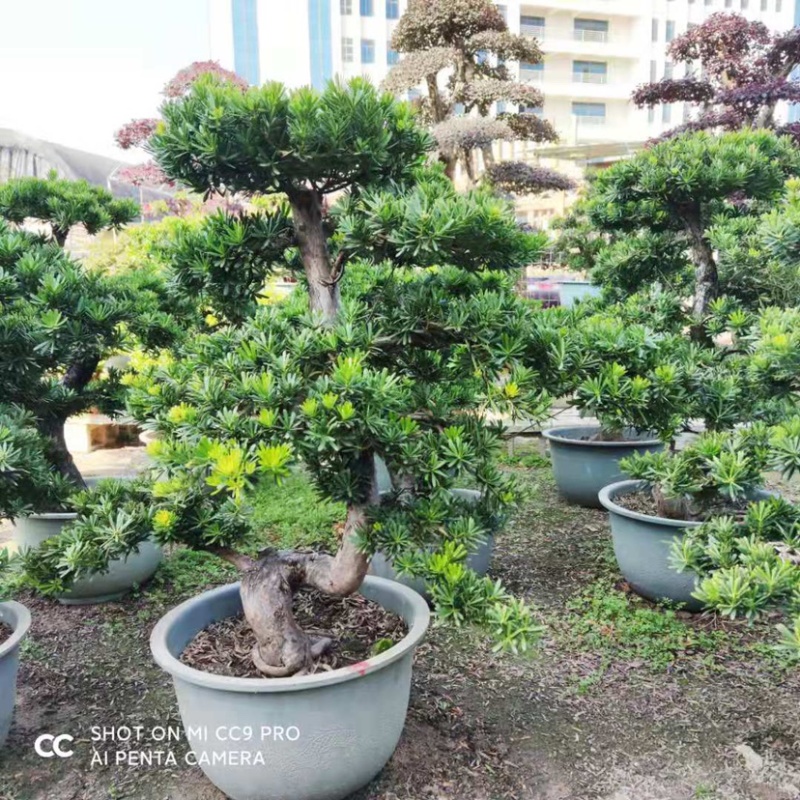 金华罗汉松高1.2米左右种植基地大量现货批发别墅绿化