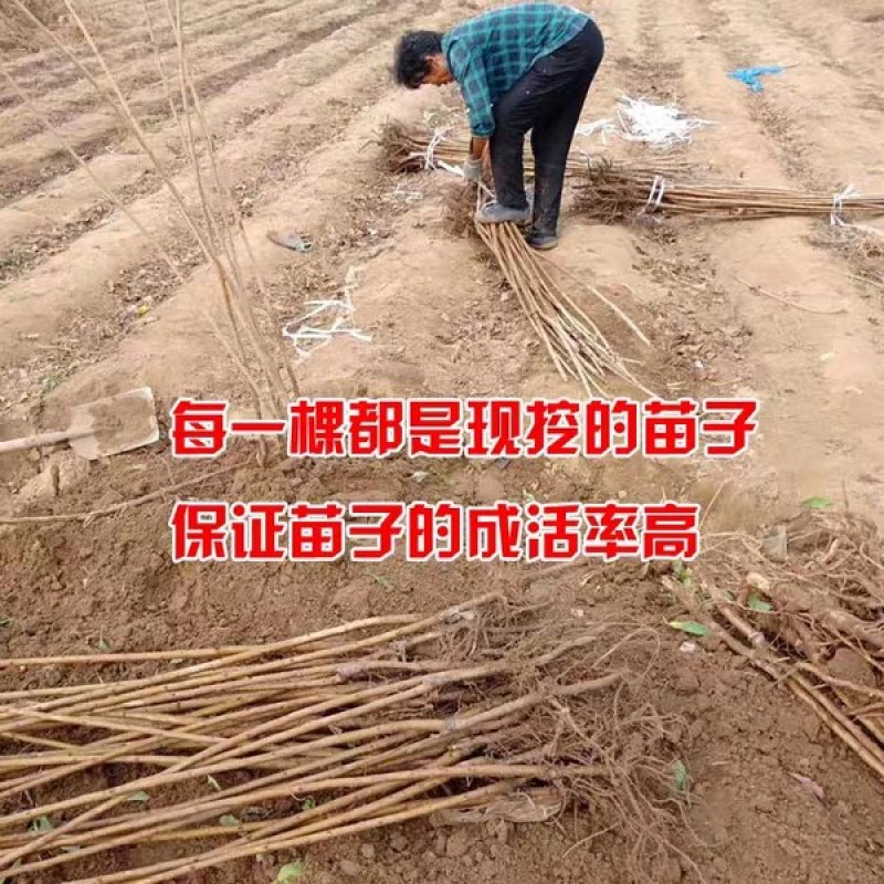 樱桃树《速生生长速度快》成活率高适合南方北方种植