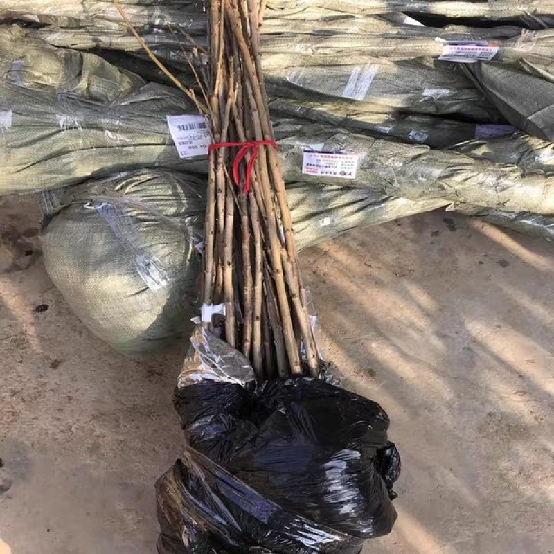 樱桃树《速生生长速度快》成活率高适合南方北方种植