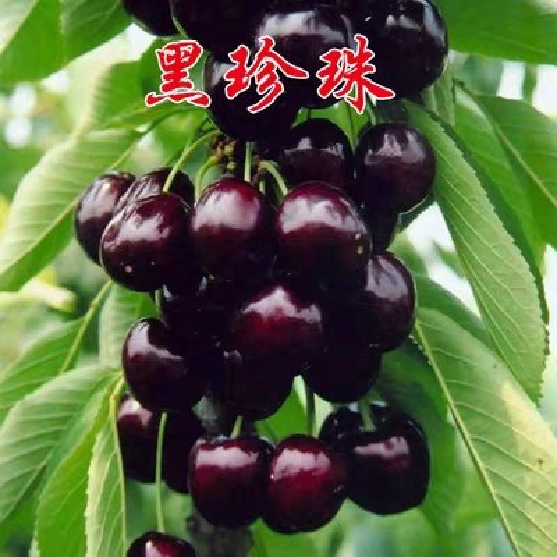 樱桃树《速生生长速度快》成活率高适合南方北方种植