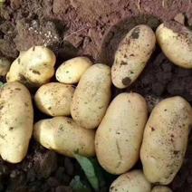 胶州荷兰十五土豆已大量上市，货源充足，质量保证，全国发货