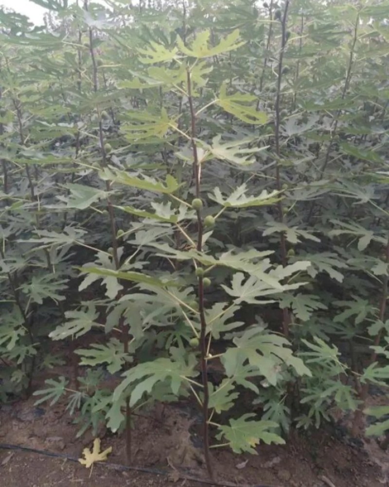无花果树《速生生长速度快快》成活率高耐旱耐寒