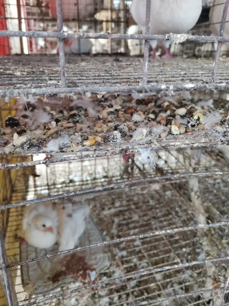 【精品】鸽子粪纯干鸽子粪鸽场直销大量供应