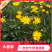 【热销】木春菊春菊菊花基地直供诚信代办欢迎致电