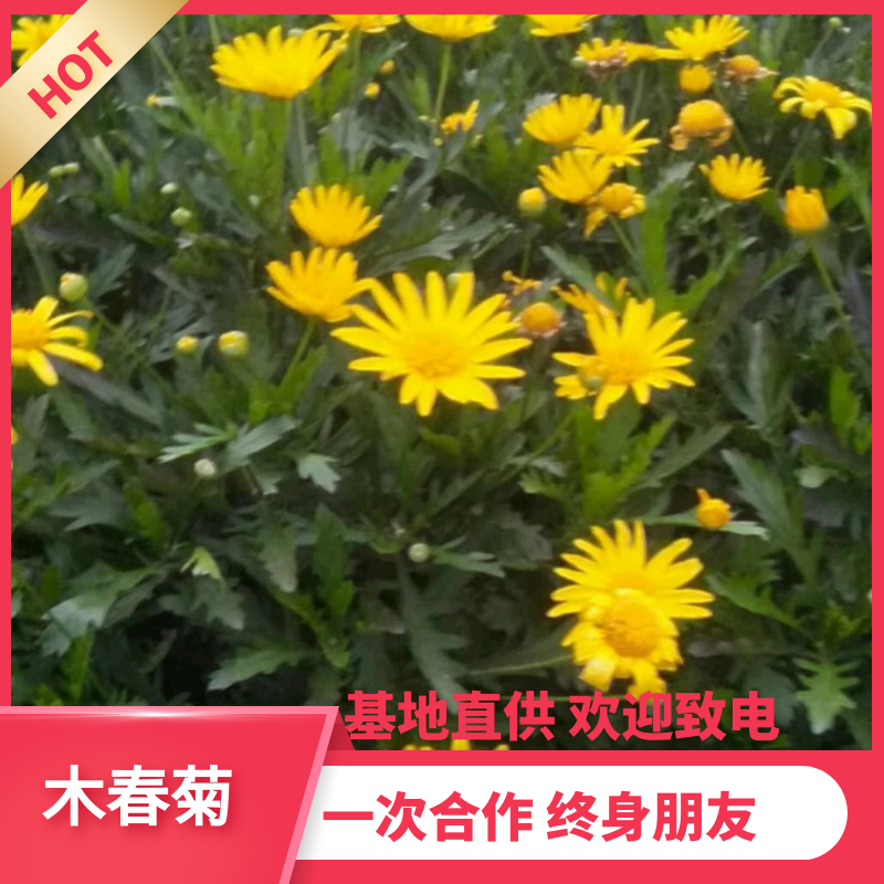 【热销】木春菊春菊菊花基地直供诚信代办欢迎致电