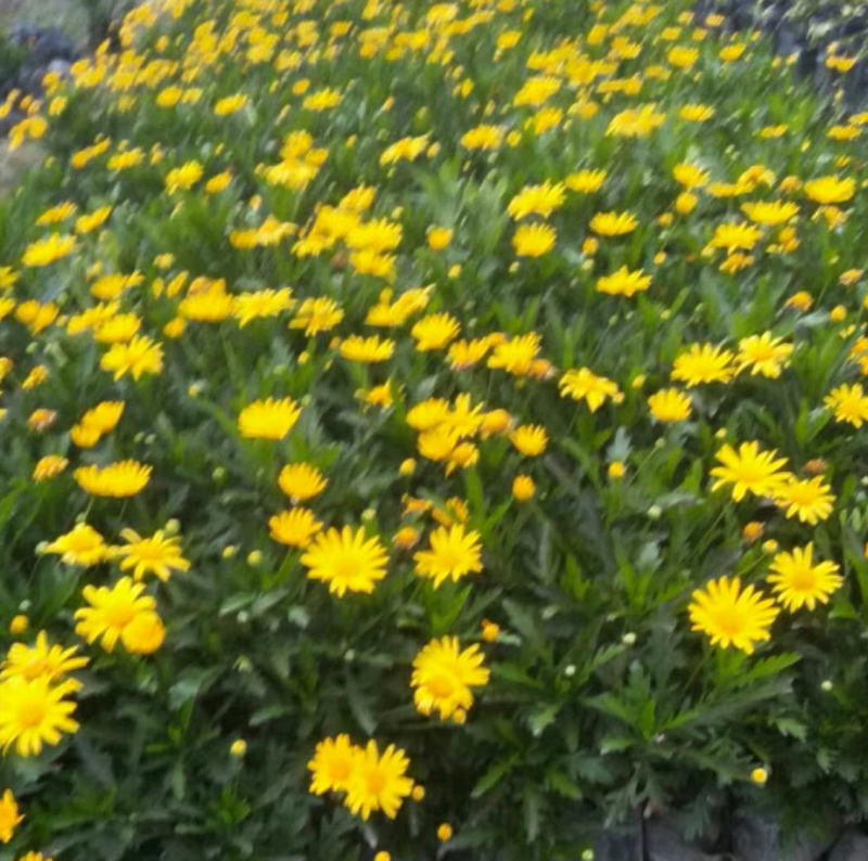 【热销】木春菊春菊菊花基地直供诚信代办欢迎致电