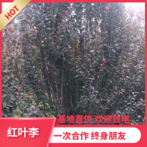 【热销】红叶李紫叶李绿化高杆低杆丛生基地直供欢迎致电