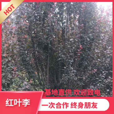 【热销】红叶李紫叶李绿化高杆低杆丛生基地直供欢迎致电