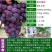 葡萄树精品，蓝宝石，阳光玫瑰，乒乓球葡萄，美国大粒等