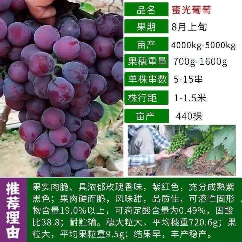 葡萄树精品，蓝宝石，阳光玫瑰，乒乓球葡萄，美国大粒等