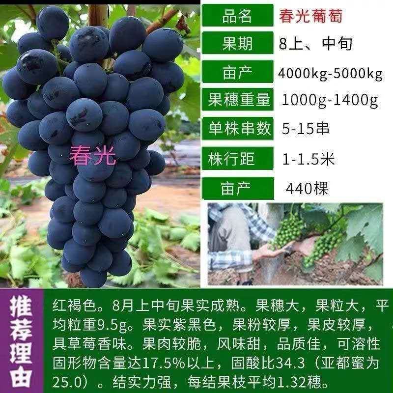 葡萄树精品，蓝宝石，阳光玫瑰，乒乓球葡萄，美国大粒等