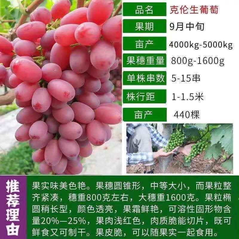 葡萄树一至三公分小苗盆栽地栽品种，阳光玫瑰，蓝宝石葡萄，