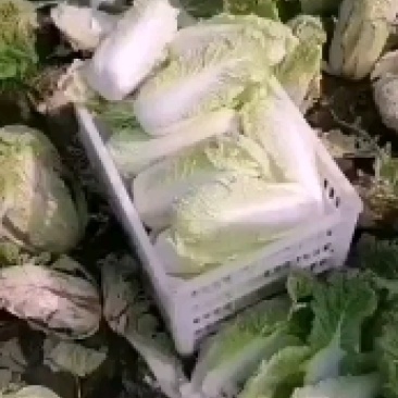 精品大娃娃菜质量杠杠的欢迎选购，你的认可是我前进动力。