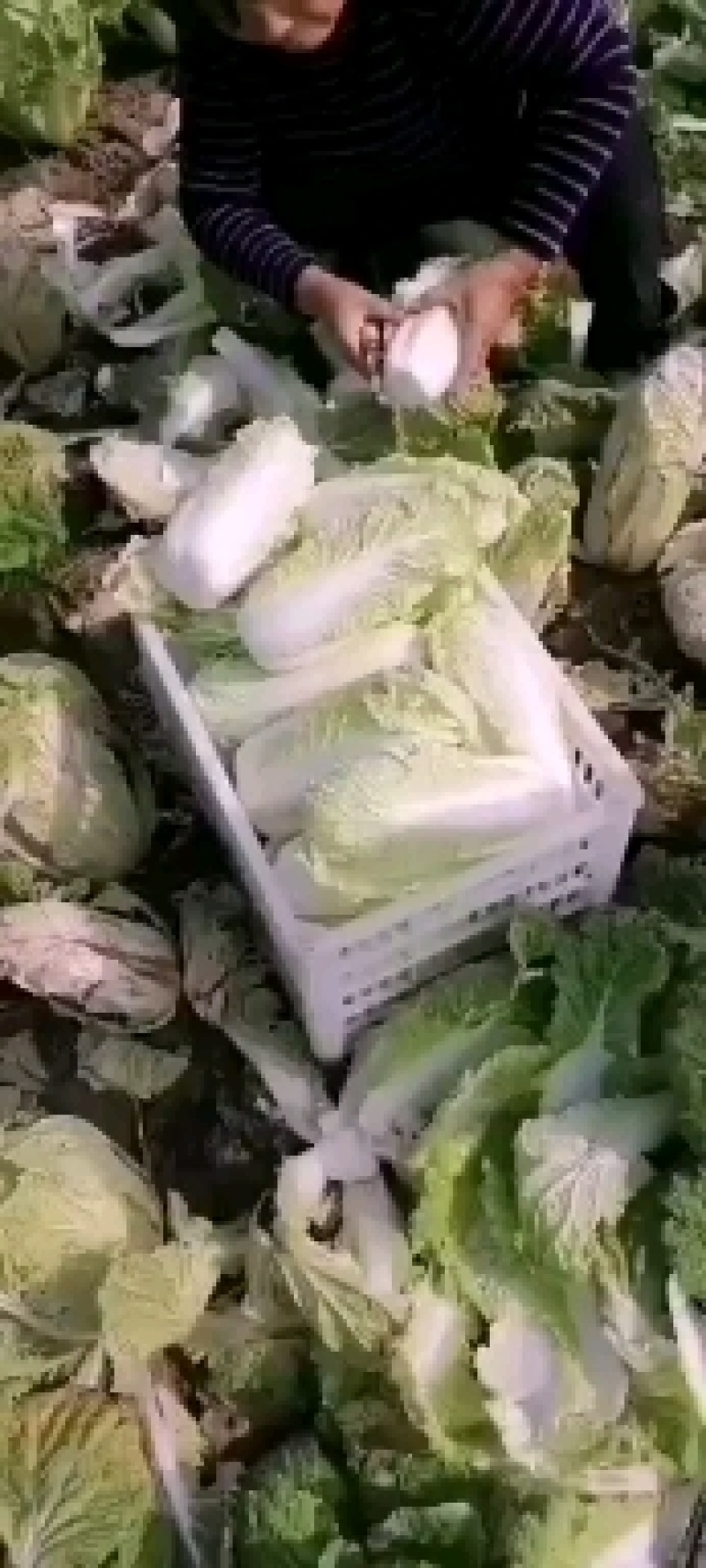 精品大娃娃菜质量杠杠的欢迎选购，你的认可是我前进动力。