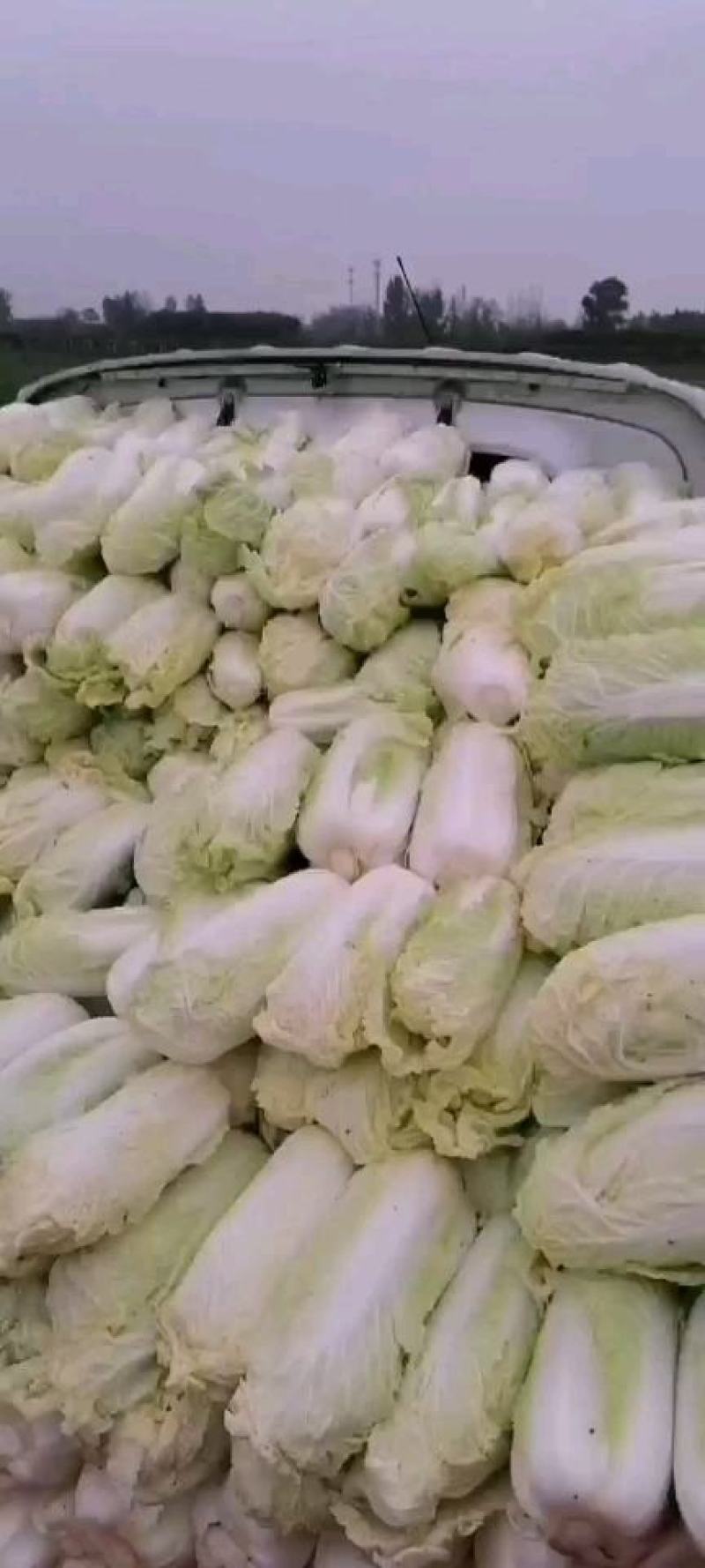 精品大娃娃菜质量杠杠的欢迎选购，你的认可是我前进动力。