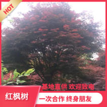 【推荐】红枫树枫树中国红，日本红，美国红枫等基地直供