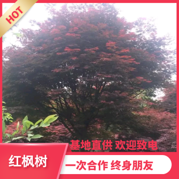 【推荐】红枫树枫树中国红,日本红,美国红枫等基地直供