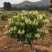 红白金银花盆栽地栽一至十五公分精品（清热去火）
