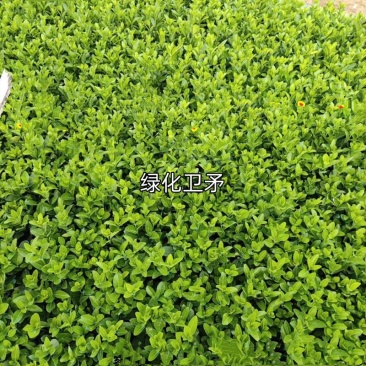 卫毛，女贞苗，净化空气绿化城市，路边绿化带。