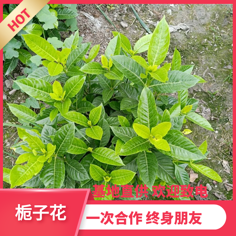 【热销】栀子花绿化花卉基地直供欢迎致电诚信代办