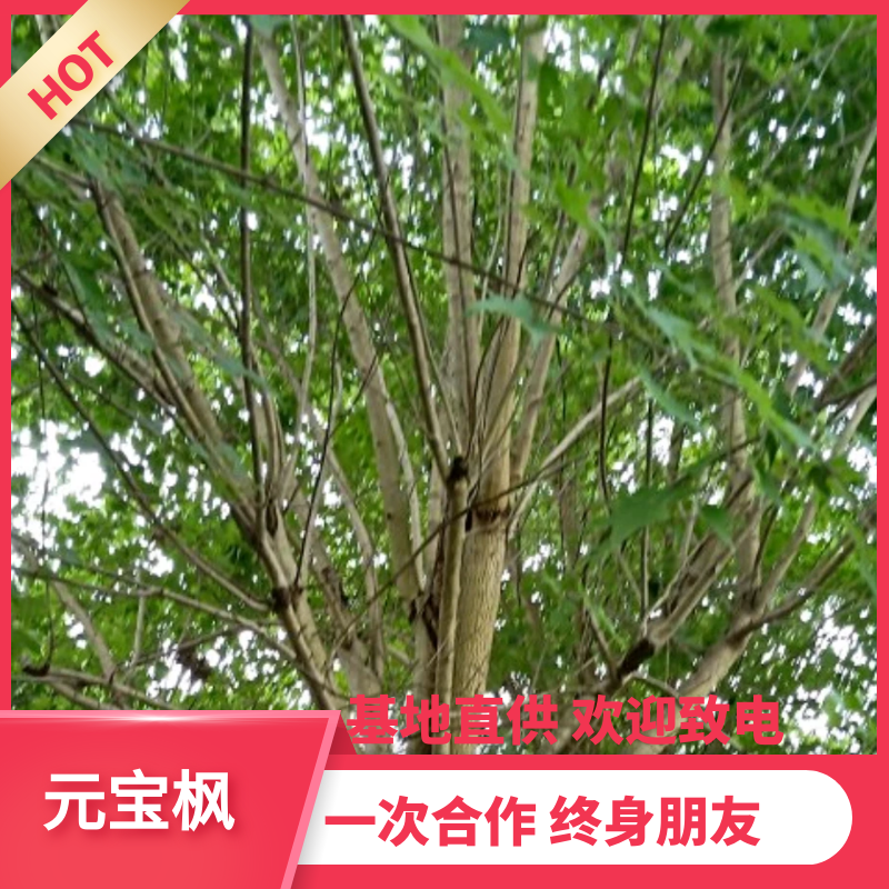 【热销】元宝枫枫树15-25基地直供欢迎致电诚信代办
