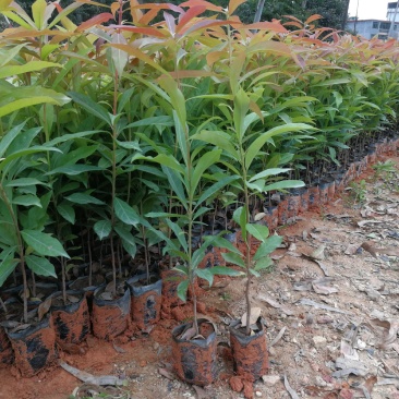 大量出售精品木荷小苗，一年生苗，欢迎各位老总来电订购，
